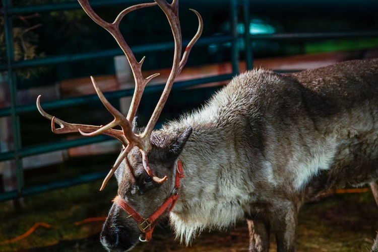 One of the Valent's reindeer ready for the holidays.