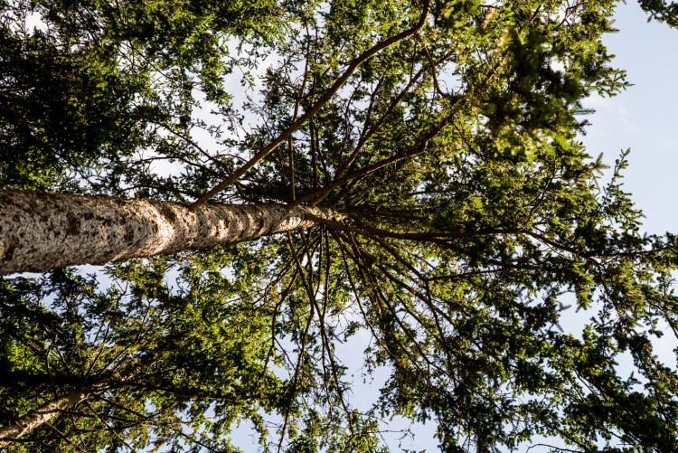 "There is just something innately good for you in a forest. It’s good for your soul," says Whiting.