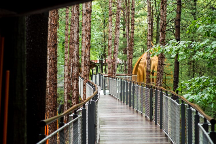The entire canopy walk and new paved trails are ADA accessible.