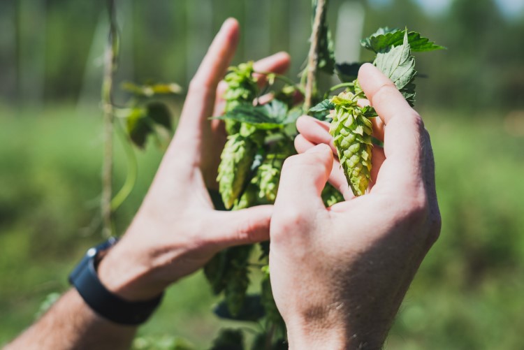 Helios Hops grows two varieties on the property.