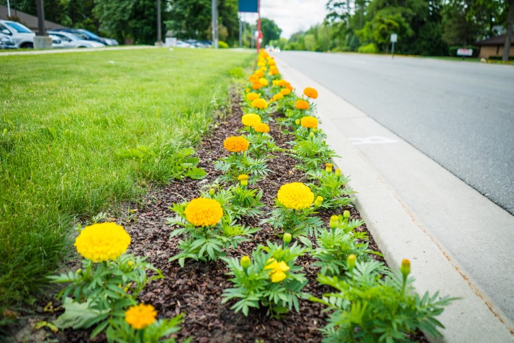 Thirty years running, Midland Blooms brightens up Eastman Avenue and surrounding areas.