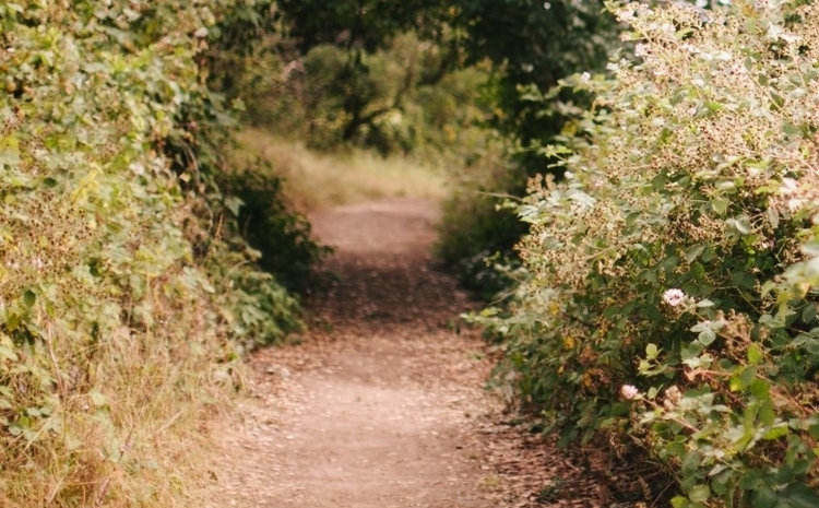One of the many trails at City Forest in Midland