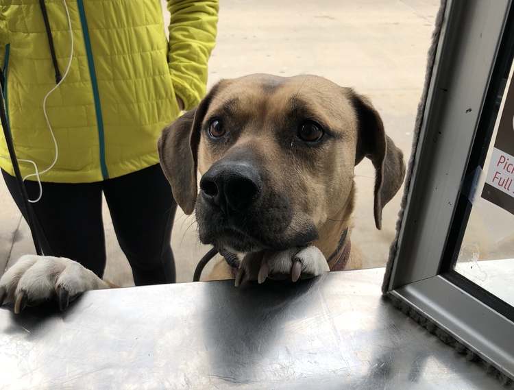 "Hello, I would like to order a cookie, please." A dog at Coffee Chaos in Midland.