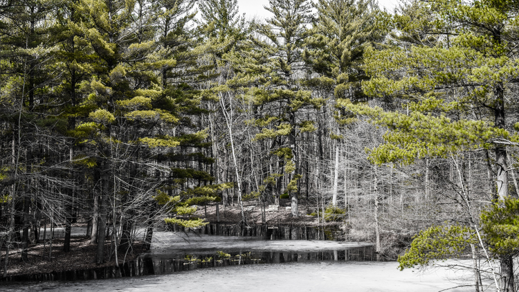A beautiful spring view from the Whiting Trail