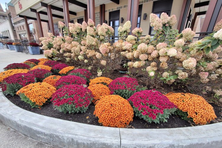 Stroll through the heart of downtown and you'll be greeted by a stunning display of chrysanthemums in full bloom. 