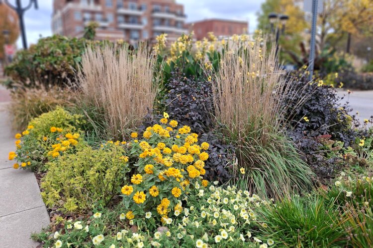 Remnants of summer are still hanging on. Late-blooming summer flowers are scattered throughout the planters and garden beds, mixing with the fall palette to create a unique and colorful blend.