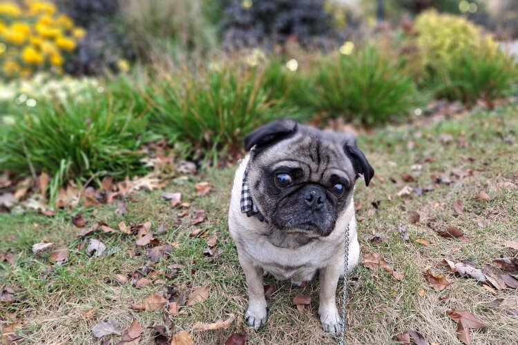 Downtown Midland is a great place to take your furry friend for a walk to enjoy the day alongside you.