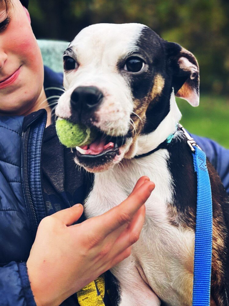 Dog walking volunteers can take our shelter dogs for walks. (Kayleigh Kessler) 