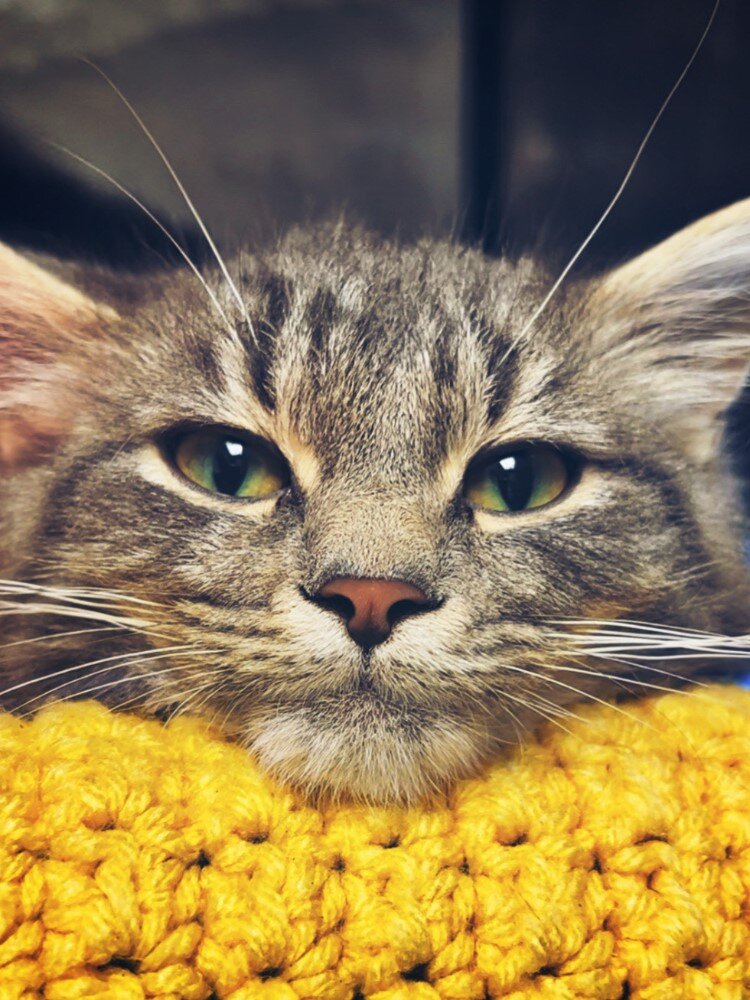  We’re especially in need of dog walkers and cat cuddlers.(Kayleigh Kessler)