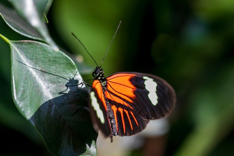 Butterflies in Bloom typically attracts thousands of visitors to Dow Gardens.