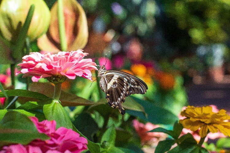 The first Butterflies in Bloom was held at Dow Gardens in 1998.