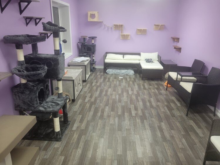 The cattery side of the Cozy Cats Cafe.