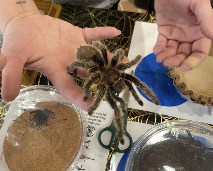 The series of STEM-based adventures provides educational, engaging entertainment for kids and families during seasonal and holiday breaks.