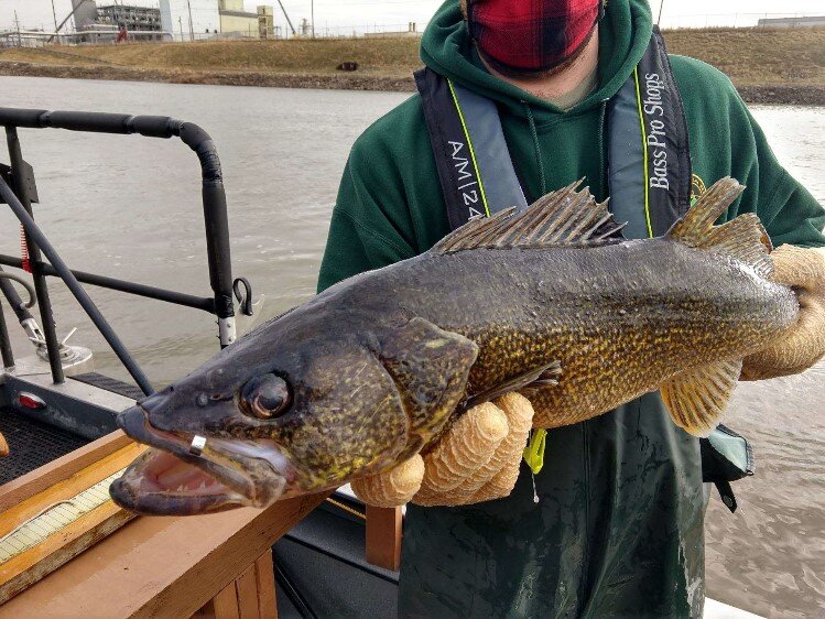 Jason Gostiaux, MI DNR Fish Biologist, with a tagged walleye.