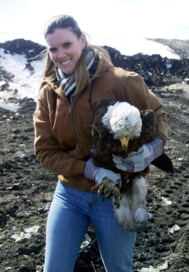 Ashley Autenrieth is the deer program biologist, seen here with a sick eagle rescued from a landfill. The eagle recovered.