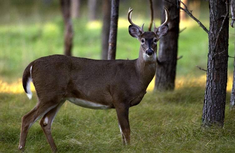 Hunters harvested over 400,000 deer in Michigan in 2020.