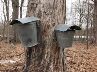Part of the collecting process of making maple syrup on the Chippewa Nature Center grounds.