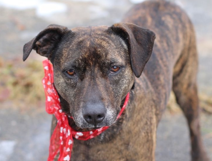 Penelope is a 4-year old Mountain Cur mix who loves to fetch and is available through HSOMC.