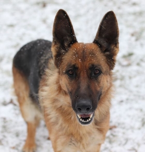 Buddy Sue is a 2-year old German Shepherd available for adoption from HSOMC.