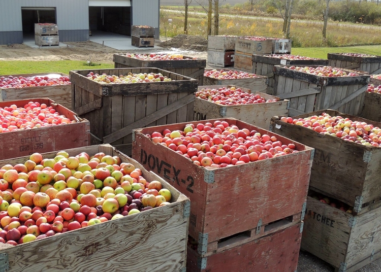 Different apple varietals ready for processing during a fall season