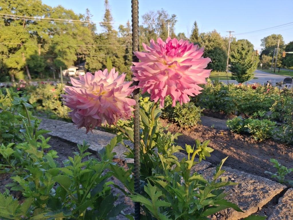 Dahlias in sunlight