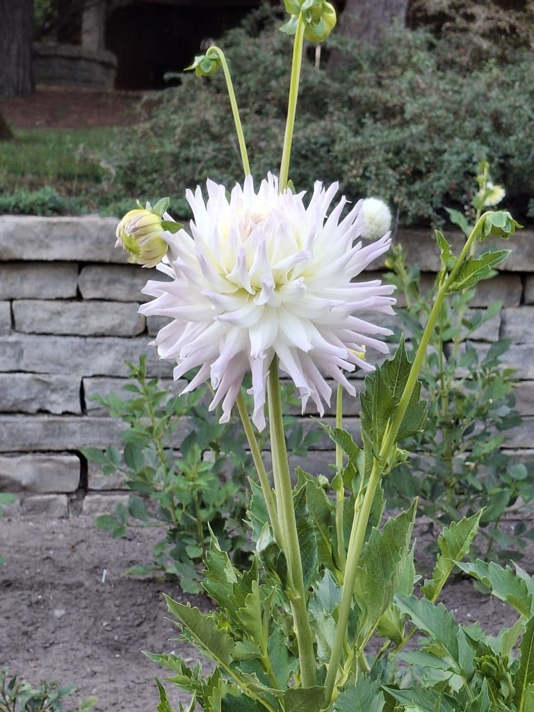 White Dahlia flower