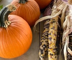 The Auburn Farmers Market accepts WIC Project FRESH and Senior Project FRESH.