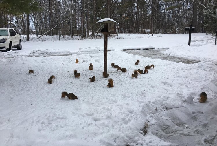 Wildlife watching program, live animal presentations, snowshoe hikes, and more keep visitors to the Bay City State Park entertained and educated throughout the winter.