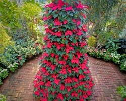 Each year, a large, lighted Christmas tree is placed in Bay City’s Wenonah Park, marking the start of the holiday season.