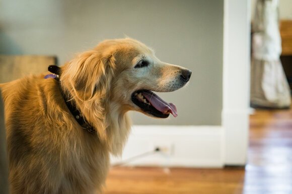 A great resource that is available is working with a service dog once a person has learned adaptations on their own.