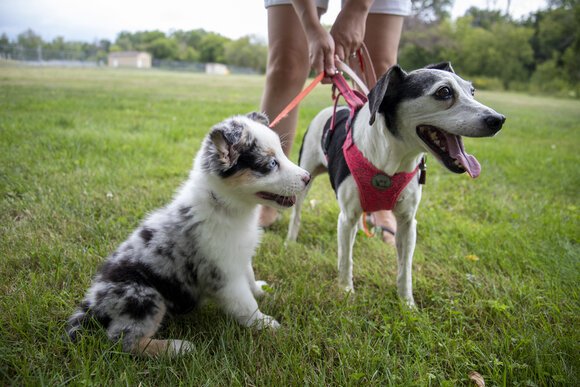 Willow, at left, and Belle enjoy the Doc Letchfield Park in Pinconning now.