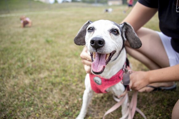 Bauer and the Northern Bay County Fund are planning the transition of an open area at the back of the Pinconning Nature Trail into a doggie sanctuary.