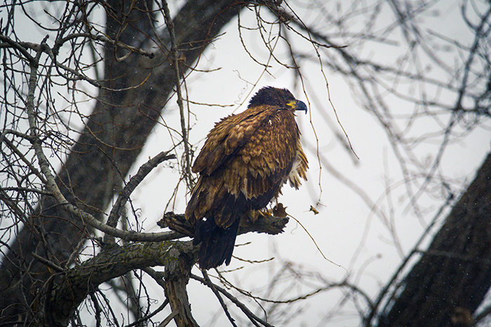 Birdwatching requires little equipment, so it's an easy hobby to try.