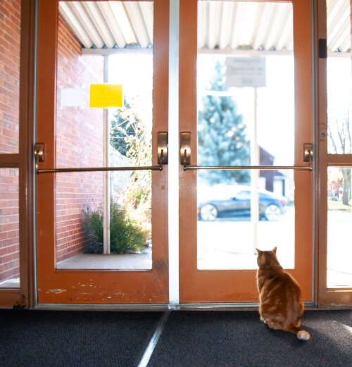 Fremont the Cat gazes out the door of Golden Horizons.