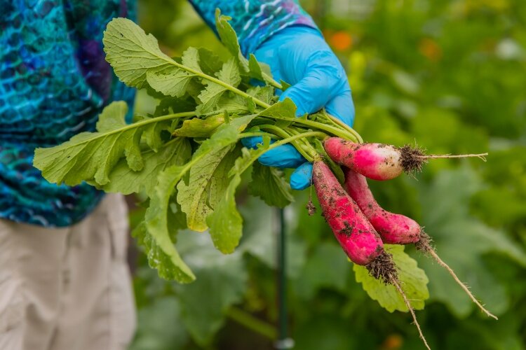  Albert Caloia shows off some of the fruits of his labor from his plot in the community garden at MyMichigan Health Park Bay.