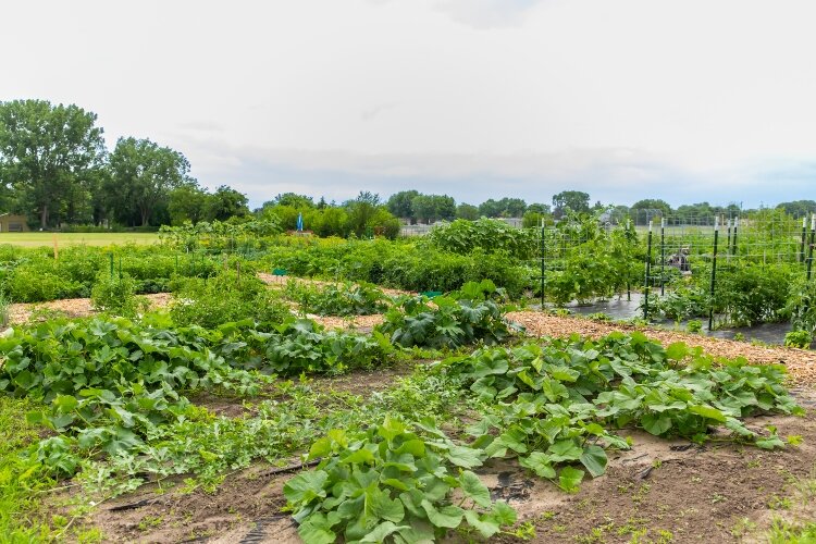 “Our purpose is creating healthy communities together, so having that access to a garden to have fresh vegetables is helping to improve the health of our community all together,” says Jenny Ratajczak.