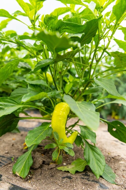 Since its inception, the community garden at MyMichigan Health Park Bay has truly embodied the word “community.”