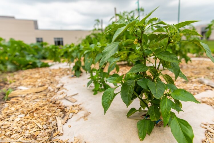 “You can plant whatever you want in your garden. We provide mulch, straw, and water; there's a shed with tools, and you can come and go as you please 24/7,” says Rebekah Pike.