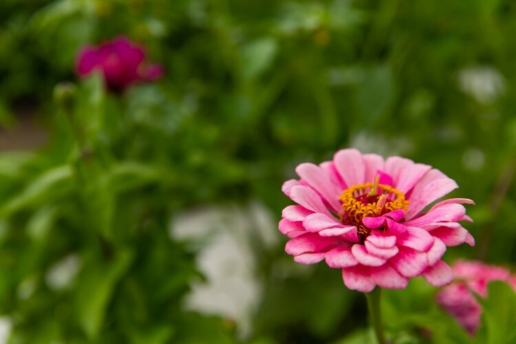 “I've had some older ladies reach out to say, ‘Hey, I don't necessarily want a plot, but I just want to help out’ or ‘I have some bulbs I'm separating. Can I come and plant them in your pollinator garden?’” says Rebekah Pike.