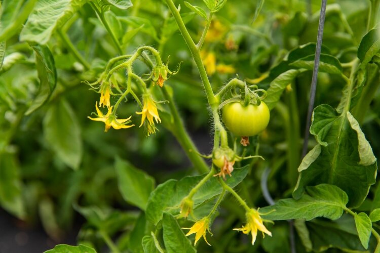 While the nutritional benefits of the community garden alone are impressive, it also provides another undeniable benefit to the gardeners: a positive impact on their mental health.