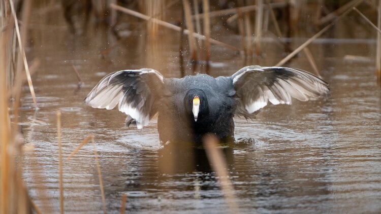 Birdwatching has taken off in recent years, especially in this region. Hundreds of species of birds fly over this part of Michigan as they migrate.