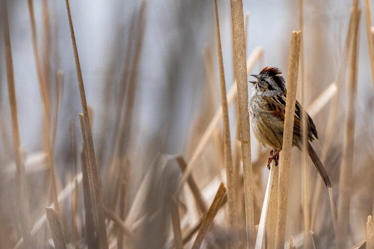 A Swamp Sparrow lingers in the brush inside Oscoda's Tuttle Marsh.