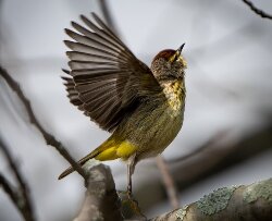 There's never been a better time to take up the hobby of birdwatching. Smartphone apps help identify species. And this region is a mecca for hundreds of different bird species. Here, a Yellow-rumped Warbler takes a break at Tawas Point.