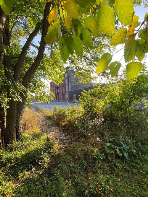 Golden hopes to build an outdoor sculpture museum in an area now filled with weeds, overgrown grass, and small trees.