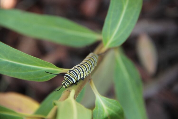 Monarch larvae, or caterpillars, feed exclusively on milkweed leaves. Without milkweed, the larva would not be able to develop into a butterfly.