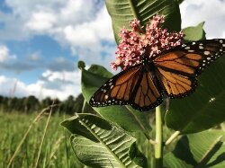 Milkweed is the only plant where monarch butterflies lay their eggs. Monarch females will 'taste' milkweed with their feet prior to laying eggs on it.