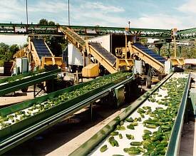 Prior to an October fire, 5% of the nation’s pickles, peppers, and relish products came from Mr. Chips in Pinconning.