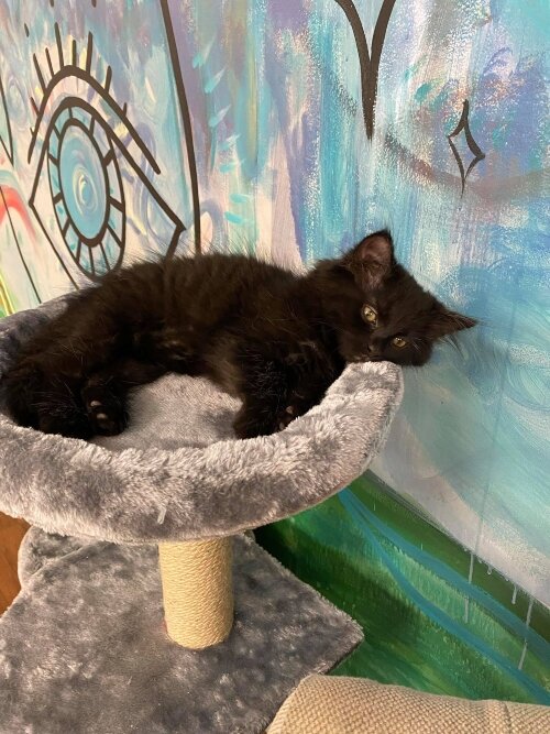 Artemis takes his job as “shop animal” seriously at Ditch Flowers Crafty Boutique.