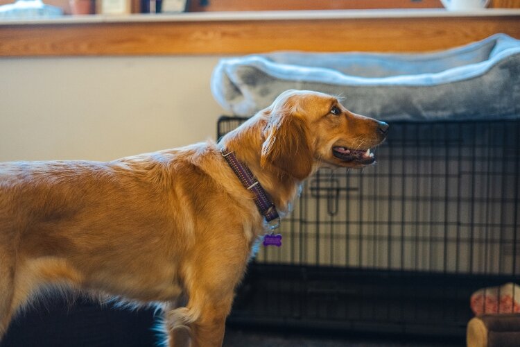 Loiselle's office is filled with cozy spaces for Pippa and students alike.