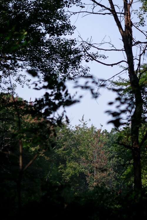 Trails wind through the Bay City State Park and Tobico Marsh area, creating picture-perfect views of the trees changing color this fall.